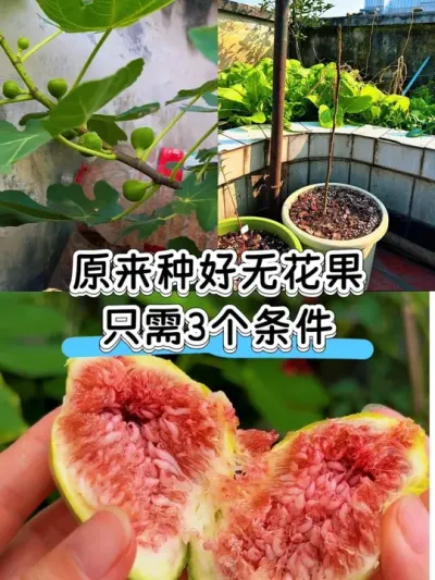 无花果只要满足大水大肥大太阳3个条件，想不爆果都难😂#阳台种植 #盆栽无花果 #无花果 #日常vlog #无花果施肥