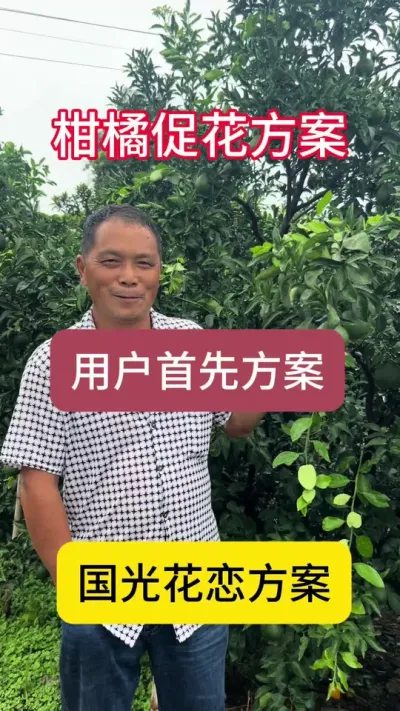 是什么促花品牌，能让种植户连续多年使用。那就是国光花恋，因为效果确实好#三农 #柑橘种植 #柑橘 #优质农产品