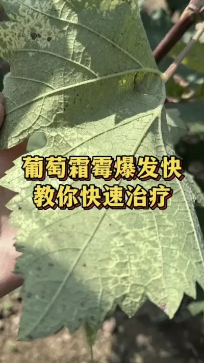 葡萄霜霉爆发快，教你快速治疗#三农种植 #种植技术 #种植