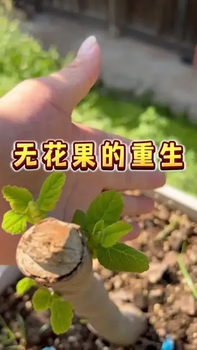 无花果的重生#无花果 #家庭种植 #我的农村生活