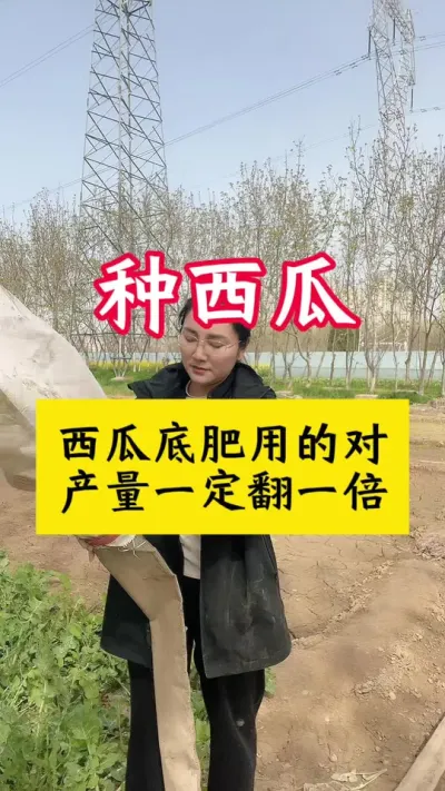 #种西瓜#西瓜种植#西瓜种植技术#西瓜底肥#西瓜管理
