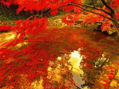 不要犹豫 请立马艾特世界上最漂亮的女孩子来看花海.#花