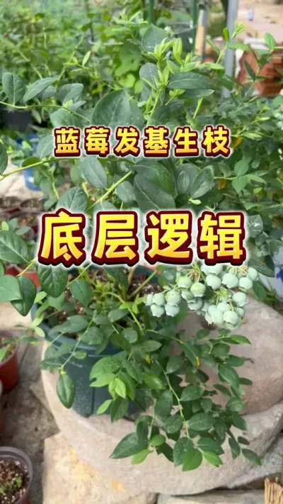 蓝莓的基生枝哪来的？我安上去的吗？#楼顶果园 #盆栽蓝莓 #大数据把我推给爱吃蓝莓的人 #内容启发搜索