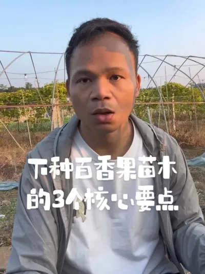 下种百香果苗木后的3个核心要点#百香果种植#百香果种植技术 #种百香果 #农业种植#移栽百香果