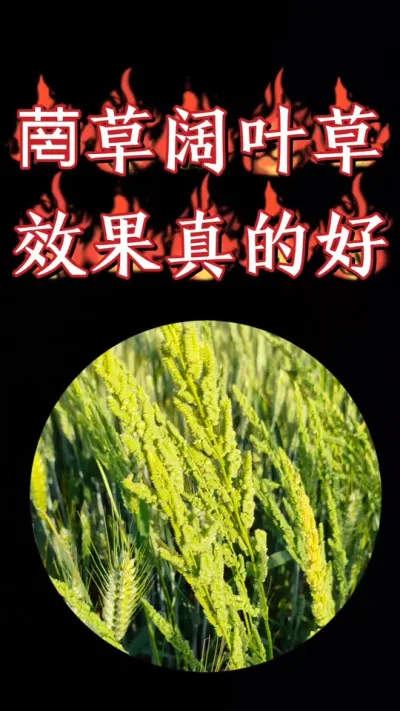 小麦田禾阔双除效果真牛🐮，菵草硬草和阔叶草一套全搞定#小麦 #三农种植 #农资肥料 #除草剂 #小麦除草剂