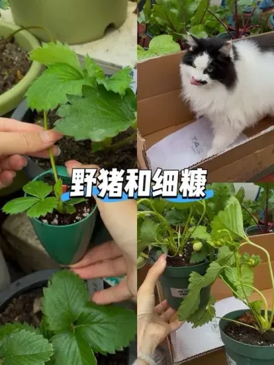 草莓苗开箱测评！塔莎的花园！ 一入草莓坑深似海啊！总是想不停的买买买！每个品种都想拥有😅#阳台种植 #草莓苗 #盆栽草莓 #草莓匍匐茎 #种草莓