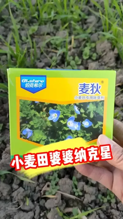 小麦田婆婆纳克星用《麦狄》封杀双效 #小麦种植 #小麦除草剂 #小麦管理 #农资肥料 #农业种植