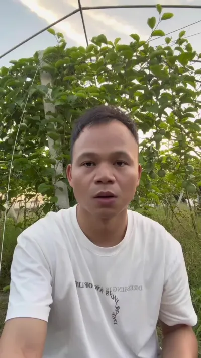 百香果为什么在7-8月份的时候挂果量这么差呢#种百香果#百香果种植技术