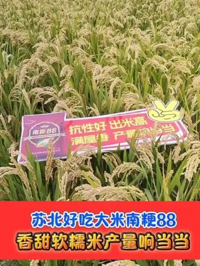 苏北软香好吃高产大米就是南粳88 #南粳88 #好吃水稻 #水稻种植 #吴平农资