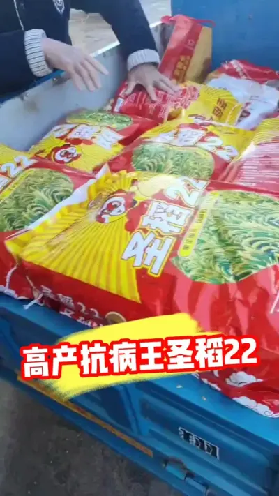 高产抗病圣稻22火爆抢购中 #圣稻22 #水稻种植 #水稻品种 #水稻管理 #农业种植