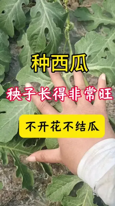 #种西瓜#西瓜种植#西瓜管理#西瓜种植技术#西瓜病害