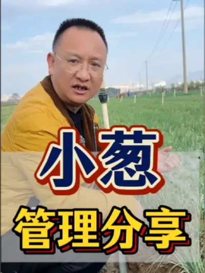 小葱 小葱种植管理技术分享，该用什么底肥，该防好什么病虫害，这都是很重要的。#农业 #三农 #农业种植 #小葱 #病虫害