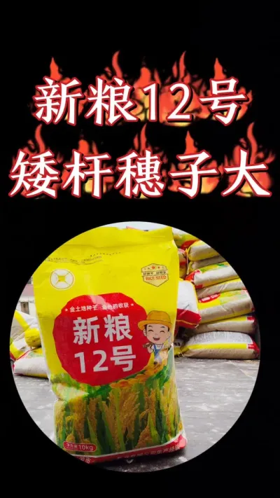 国审洁田粳稻新粮12号，熟期早，穗子大，高抗倒伏产量高#水稻 #高产水稻品种 #水稻种植 #农资肥料 #三农种植