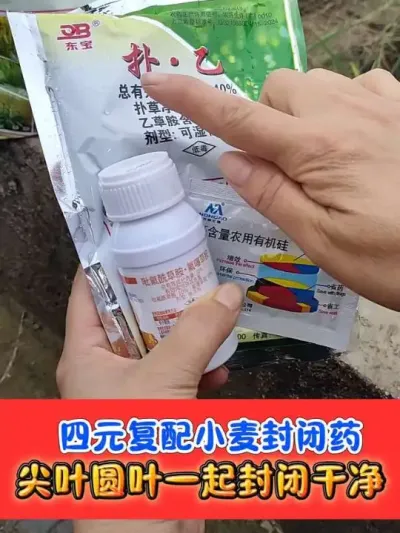 四元复配加强版小麦芽前封闭天花板，尖叶圆叶一次封闭，一季无草#小麦种植 #小麦封闭除草剂 #农资肥料