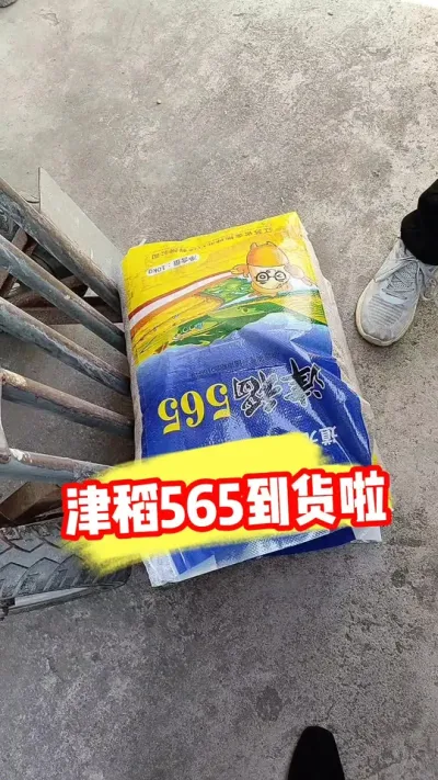 稳产高产的津稻565到货啦，大小包装规格齐全#水稻种植 #水稻 #高产水稻 #农资肥料 #抖音助农