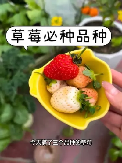 冬天第一波草莓吃到啦！盆栽草莓真甜🍓 #阳台种植 #盆栽草莓 #种草莓 #草莓品种 #摘草莓