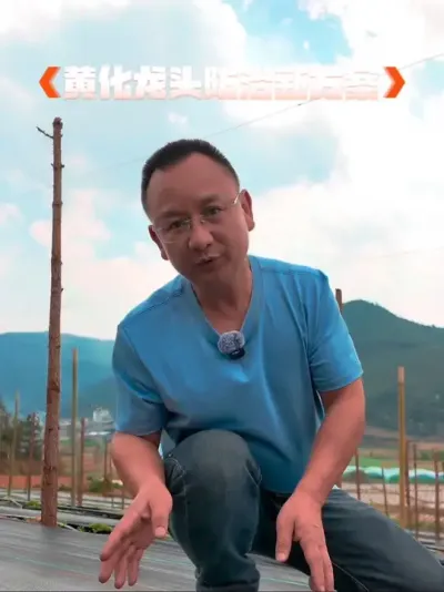 百香果黄化笼头防治新方案！ #三农 #农资 #农业技术推广 #农业法哥
