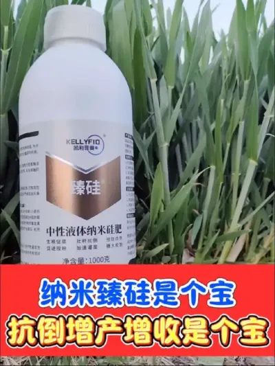 中性液体纳米臻硅厂价直销 正品纳米臻硅一瓶二十亩，小麦抗倒抗病增产增收，厂价直销，整箱更划算#臻硅 #小麦 #小麦种植 #小麦高产技术 #农资肥料