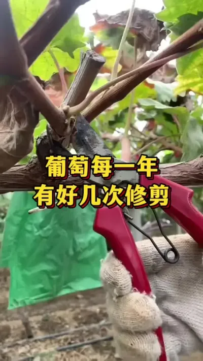 葡萄每一年，要进行好几次修剪#农业种植 #三农 #果树种植