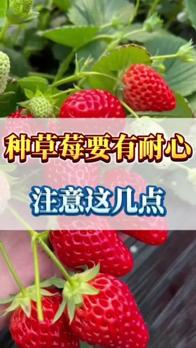 种草莓要有耐心，注意这几点#农业种植 #三农 #草莓采摘