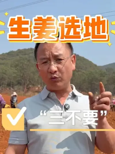 生姜选地我有&ldquo;三不要&rdquo;，看看你的是不是#生姜种植 #土壤改良 #生姜 #种植小技巧 #农资肥料