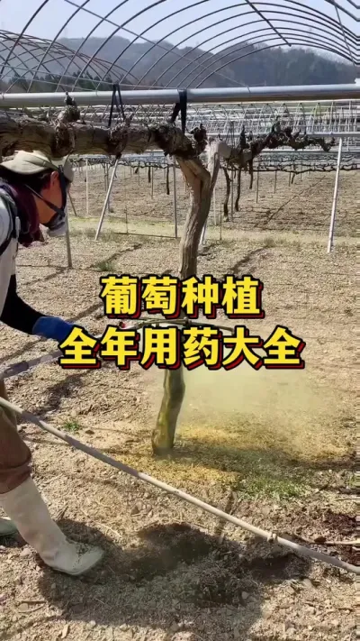 葡萄种植，全程用药大全#农业种植 #三农 #果树种植