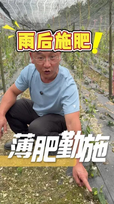 下雨过后施肥，一定要薄肥勤施，避免作物产生肥害，从而引发作物病症，不要好心办坏事。#施肥小技巧#农业用肥#农业技术推广