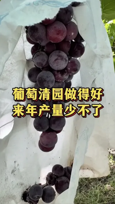 葡萄清园做得好，来年产量少不了#三农种植 #葡萄种植 #葡萄