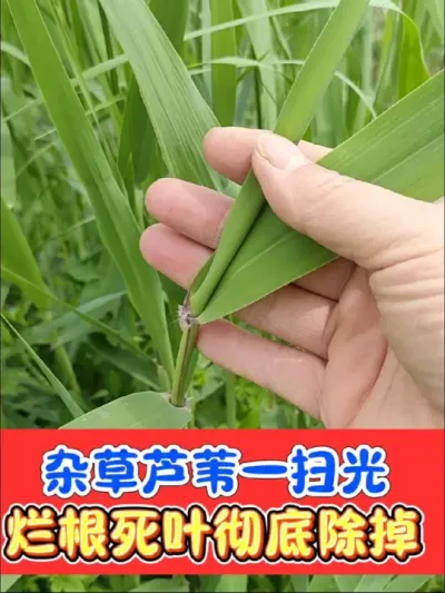 芦苇茅草游草杂菜杂草一次烂根除彻底 好农手烂根组合，灭生除草剂首选，死草烂根不反弹，下茬安全放心种#除草 #除草剂 #烂根 #农资肥料 #农资