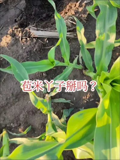 #农业种植 #来抖音学农技 #玉米丫子 苞米丫子不用掰。掰丫子，费力不讨好。