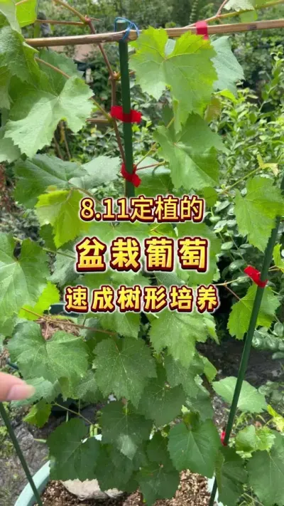8月11号定植的葡萄杯苗来得及明年春天结果吗？盆栽葡萄速成树形培养和管理#盆栽葡萄#楼顶果园#家庭种植 #葡萄#贝子的盆栽小果园
