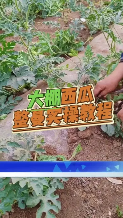 #西瓜种植 #西瓜管理 #增产增收才是硬道理