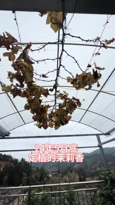 有空了，料理下5月底种的楼顶的茉莉香葡萄#楼顶果园 #盆栽果树 #葡萄
