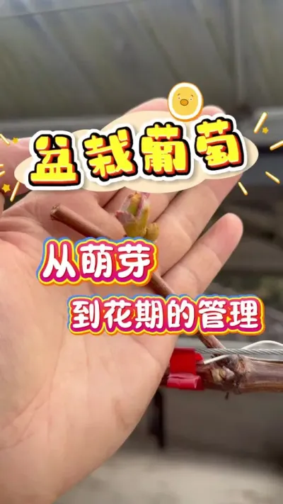 盆栽葡萄从萌芽到开花挂果的管理#盆栽葡萄 #楼顶果园 #盆栽果树 #家庭种植 #种植小技巧