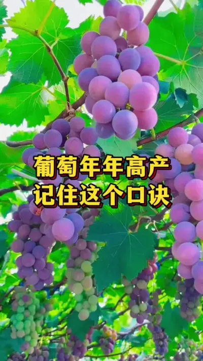 葡萄年年高产，记住这个口诀#农业种植 #优质农产品 #葡萄种植