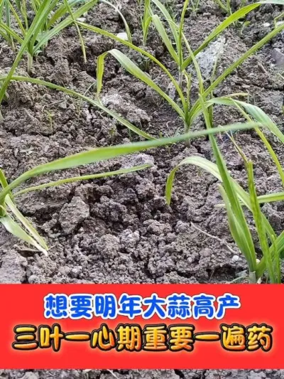 大蒜苗期管理 #大蒜 #大蒜种植 #大蒜种植技术