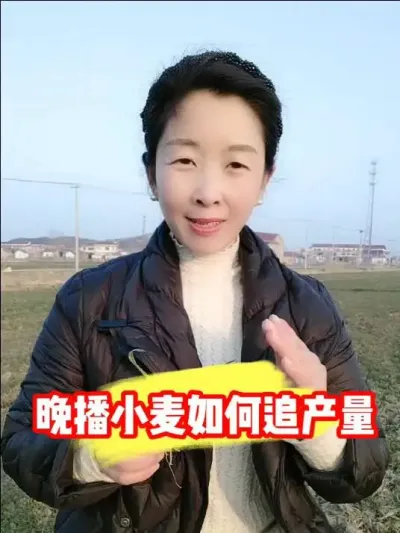 晚播小麦要早促追产量 #小麦种植 #小麦 #小麦管理 #小麦管理技术 #农资肥料