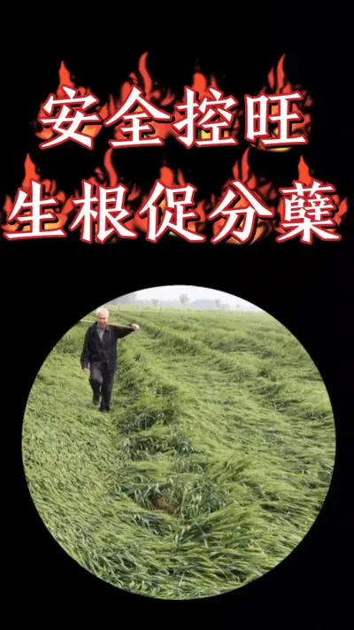 小麦生根促分蘖，安全抗倒伏就用凯莉菲奥☞臻硅，厂价直销一瓶20亩#小麦 #三农种植 #小麦种植 #小麦管理 #农资肥料