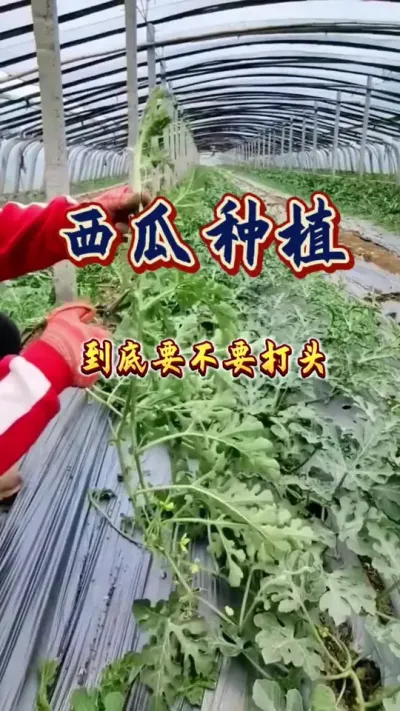 #西瓜种植 #农业技术推广