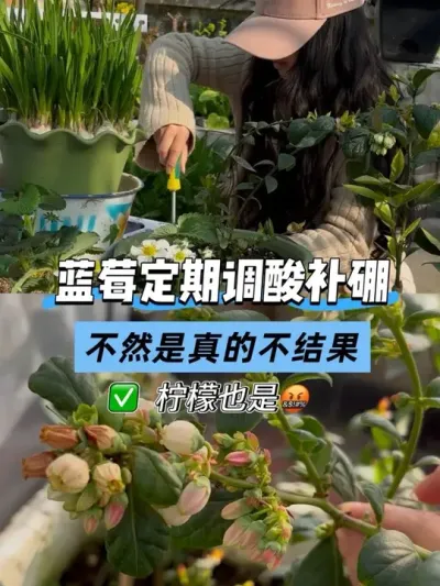 蓝莓🫐柠檬🍋种不好的一定是忽略了这两点！快自查！ 露台小菜园种的蓝莓今年总算是结果了哈哈！#真实生活分享计划 #蓝莓调酸 #柠檬酸 #颗粒硼 #露台小菜园