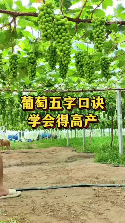 葡萄五字口诀，学会得高产#葡萄种植#葡萄种植技术