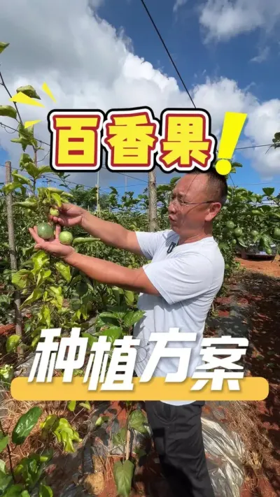 想要栽种好百香果，全程跟着我们的方案走，才能事半功倍。#百香果#农业技术推广#农业种植#百香果果园