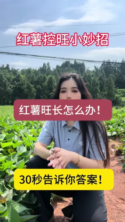 煮红苕稀饭第一步&mdash;&mdash;让红苕增产！控旺小妙招，控上促下！#三农 #红薯种植 #种植技术