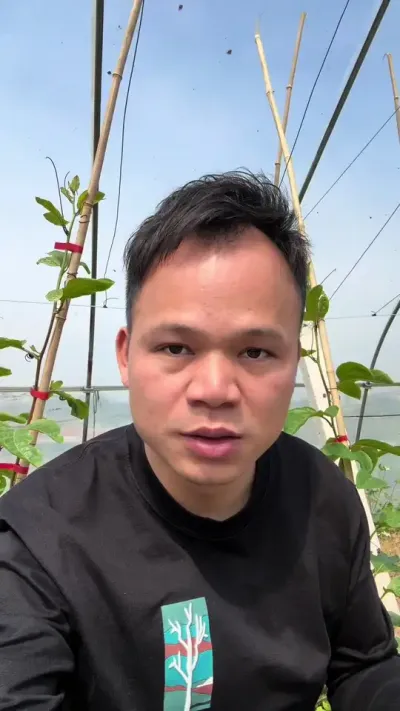 认为百香果种植很简单的果友，最后都会被它上一课！#种百香果 #技术分享 #农业技术推广 #黄金百香果树苗怎么种植 #种植技术