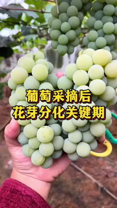 葡萄采摘后，花芽分化关键期#农业种植 #优质农产品 #三农