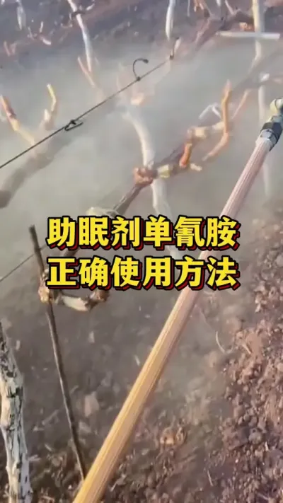 助眠剂，单氰胺，正确使用方法#农业种植 #三农 #种植小技巧