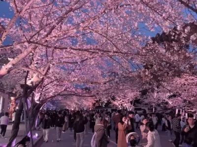 曲曲折折的路 总有他的道理 只希望最后一页是花开万里#樱花