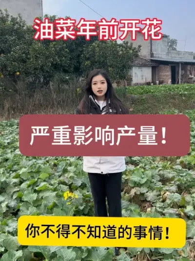 油菜年前开花！ 油菜年前开花！严重影响油菜来年产量！必须要重视起来！#服务三农支持三农 #油菜种植 #四川国光