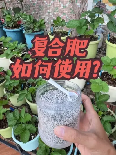 颗粒状的复合肥、平衡肥，在盆栽中应该如何使用、使用频率和用量多少合适？#雅苒肥料 #复合肥 #盆栽草莓