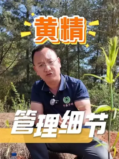 黄精种植：细节管得好，后续没烦恼。#黄精种植 #药材种植 #种植小技巧 #农业种植 #农资肥料